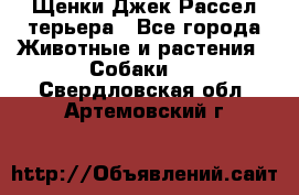 Щенки Джек Рассел терьера - Все города Животные и растения » Собаки   . Свердловская обл.,Артемовский г.